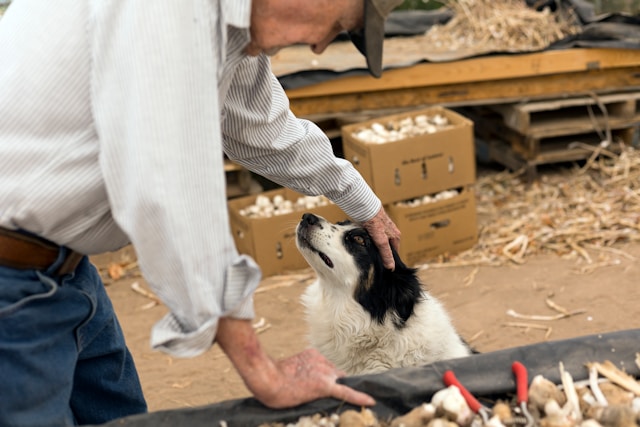 ReShape - Fat Free Body